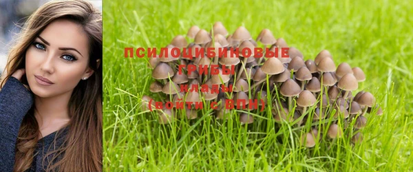 PSILOCYBIN Балабаново